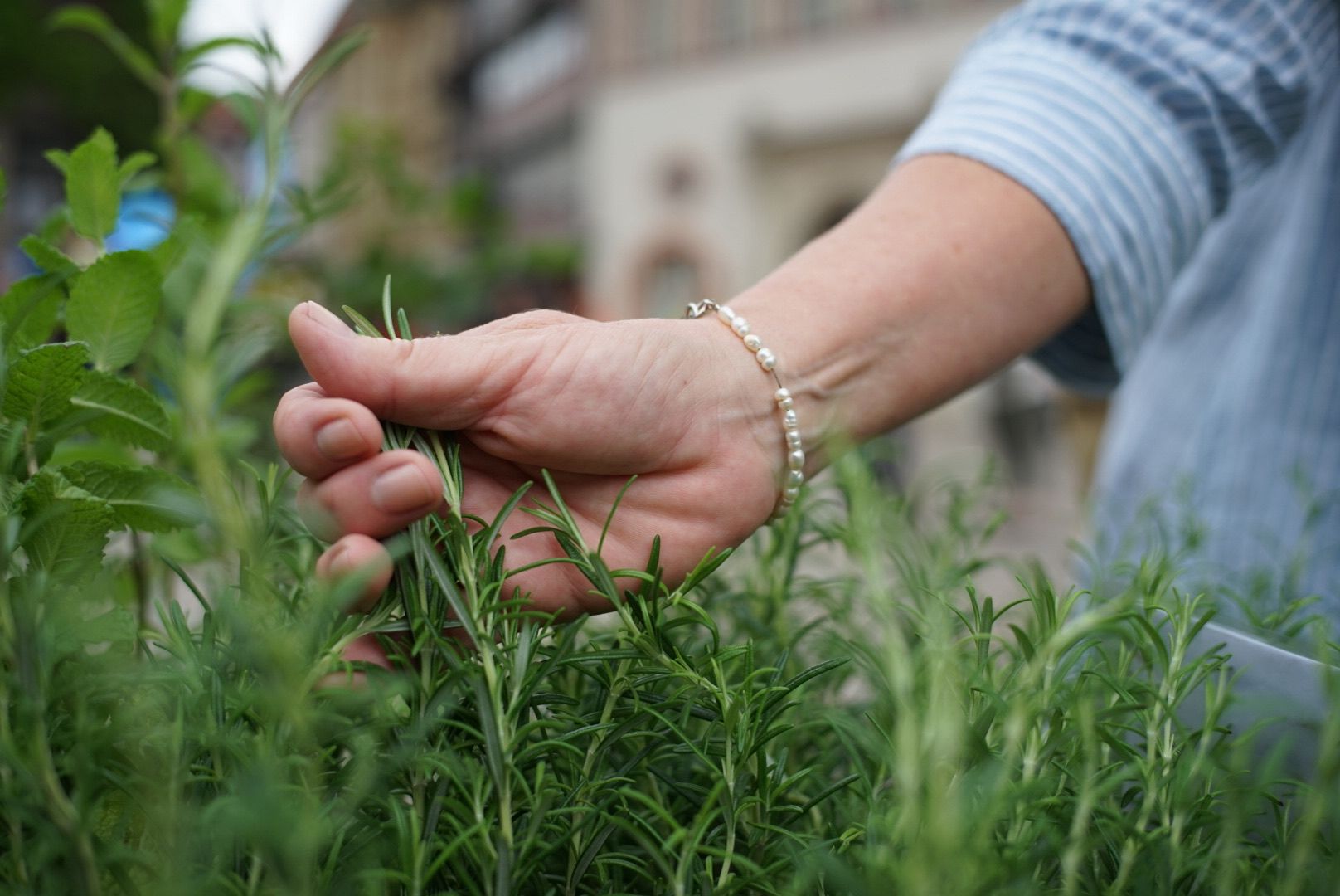 Frische Kräuter und Zutaten